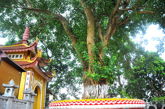 tran quoc pagoda sacred tree